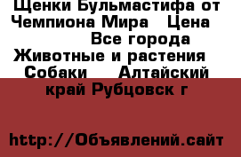 Щенки Бульмастифа от Чемпиона Мира › Цена ­ 1 000 - Все города Животные и растения » Собаки   . Алтайский край,Рубцовск г.